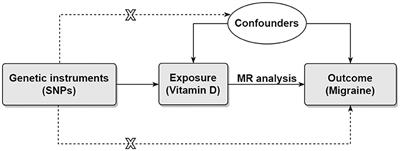 Higher Circulating Vitamin D Levels Are Associated With Decreased Migraine Risk: A Mendelian Randomization Study